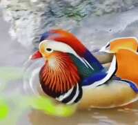 https://images.plurk.com/59EvTSqv52XjGZreygqx7B.gif