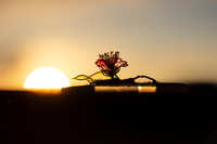 https://images.plurk.com/59orvhbuN8M2igNmgIA2f7.jpg