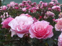 https://images.plurk.com/5Aa7hXlbx9dREfEP2tmeQf.jpg