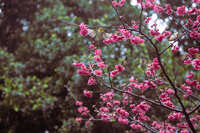 https://images.plurk.com/5Bs1B2vMUfVjZrXBc5GbcJ.jpg