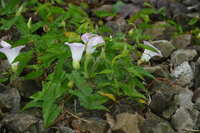 https://images.plurk.com/5Cc23HQrqj9iYaL8LYpcVQ.jpg