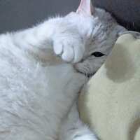 https://images.plurk.com/5CpAYIIFAitYIkJ8Dl3N5M.jpg
