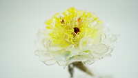 https://images.plurk.com/5DPEqpmzDOKyxmWgE925Qv.jpg
