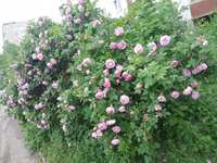 https://images.plurk.com/5DhDWZNahA2vd6a3ODKRCU.jpg