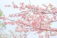 https://images.plurk.com/5Fh9F4YuKMt4jl22FnCD83.jpg