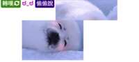 https://images.plurk.com/5GHsWFoOXh2vSHABZD8nkY.png