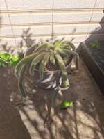 https://images.plurk.com/5GgkjltEcqrQRoPKvcK3yS.jpg