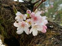 https://images.plurk.com/5HF2muy6iA5AcnIB4BhEX0.jpg