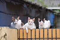 https://images.plurk.com/5HLCARAfTkvuL6DfLId25z.jpg