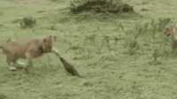 https://images.plurk.com/5IhdSIc6ljQlCTnfXRZ1LB.gif
