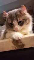 https://images.plurk.com/5IjaRNtkdkpLm0yWUbptY0.jpg