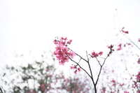 https://images.plurk.com/5JKgW9anzhqIl3i56ZMbcp.jpg