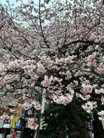 https://images.plurk.com/5LPdmEz4WPQwCRcS3FFsSC.jpg