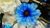 https://images.plurk.com/5MunTIlrvgaleFgqttzukO.jpg