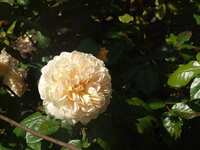 https://images.plurk.com/5MupzoEs6MKH2RAXJdt3B.jpg
