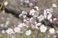 https://images.plurk.com/5NRYzzdjleGIISl9zxqyZn.jpg