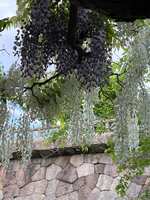 https://images.plurk.com/5Ntc5NhBhDQxC9NixKOAKi.jpg