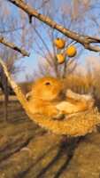 https://images.plurk.com/5NyA6VR3mRy3oOj63vpBK2.gif
