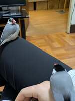 https://images.plurk.com/5OPfuaFjgCPUzPjk3sFv9G.jpg