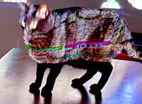 https://images.plurk.com/5OSLM1JtMdd6SOzYplco8y.jpg