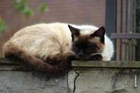 https://images.plurk.com/5P8gv0SrGkDWlUeTlDlGCQ.jpg
