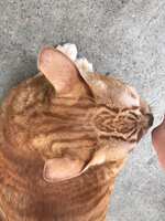 https://images.plurk.com/5QJ6Znd3N6ZYtQXpjrVtA7.jpg