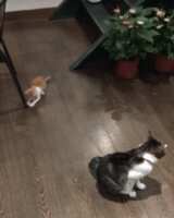 https://images.plurk.com/5QUIrNqVZoRyjhZ4sXex4G.gif
