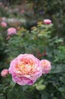 https://images.plurk.com/5SLSrwo1kzWnbDDrkAYBP6.jpg