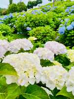 https://images.plurk.com/5SLaZn7Xp8MHazIyKzN1UT.jpg