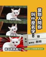 https://images.plurk.com/5T6WqzpYrDfoZle00HEdi1.png