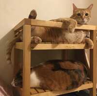 https://images.plurk.com/5U0MFZQmM6y1puz6hTgwhX.jpg