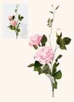 https://images.plurk.com/5W9xlGolEmSTI0lX9xg7hQ.png