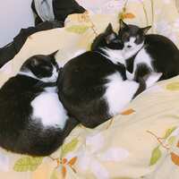 https://images.plurk.com/5WI91Wt1Sk964DOGOKZrhC.jpg