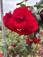 https://images.plurk.com/5Xlx1izV8W9VH5VUZzhknW.jpg
