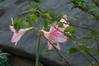 https://images.plurk.com/5YS19J8NLb0DDBZD5YJrfi.jpg