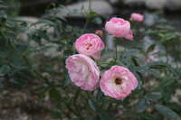 https://images.plurk.com/5YuboZarL46jQ5ii9gHcpz.jpg