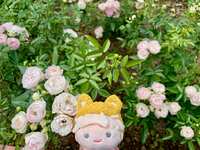 https://images.plurk.com/5aDWRo6p94x3hK7zcnd9ct.jpg