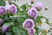 https://images.plurk.com/5acxC7rKpwfcrLS19flJ9N.jpg