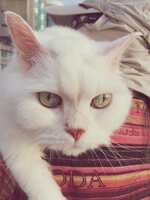 https://images.plurk.com/5bK3hSKHKHs33gg5B8OFN7.jpg