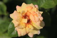 https://images.plurk.com/5c5qqlplFtleuM5YVn4O7m.jpg