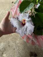 https://images.plurk.com/5cuFEYRTQ4zwJhD6lL1ssV.jpg