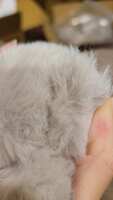 https://images.plurk.com/5dafysjc0xuG67DwZYRSTu.jpg