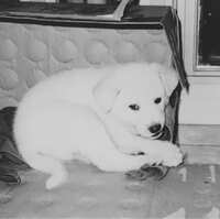https://images.plurk.com/5dbPYpXcAZJX4s43XRQY6W.jpg