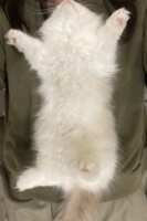 https://images.plurk.com/5dsfpzu58MhHO4VarbXEl8.png