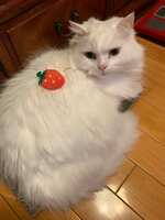 https://images.plurk.com/5eCAm66n6pB1EXWFyJRJnu.jpg