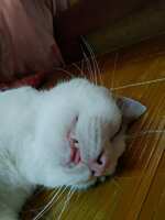 https://images.plurk.com/5ePOJYbvJSjLpsT6al5FG7.jpg