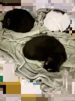 https://images.plurk.com/5ei8C664Uvbn7fgrJHljjj.jpg