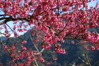 https://images.plurk.com/5f5sFjO1B3r4VNP0qDdNwi.jpg