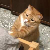 https://images.plurk.com/5fXjrvCF4uZDpmFUvxS0Rt.png