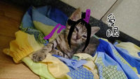 https://images.plurk.com/5fkbhoZVWX6yLlQpngbBTr.jpg